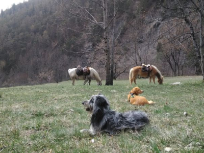 pause pour les chevaux