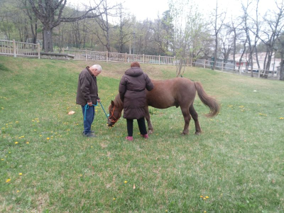 médiation equine en FAM