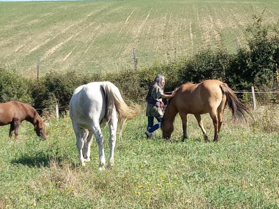 médiation equine dans le troupeau a coté de Gap