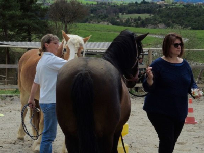 médiation equine en groupe dans les Hautes Alpes