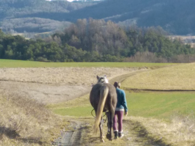 balade a pied avec les chevaux