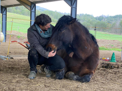 calin avec les chevaux