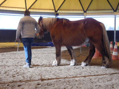 médiation equine en individuel